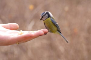 Come allevare Uccelli
