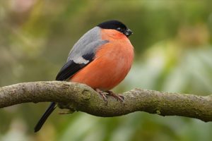 Prevenzione, Sintomi e Cura della Coccidiosi negli Uccelli