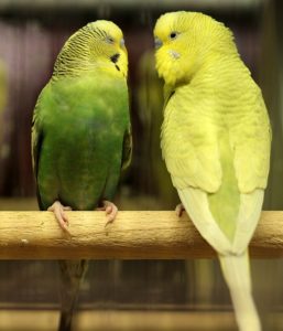 Pastone e pastoncino per pappagalli