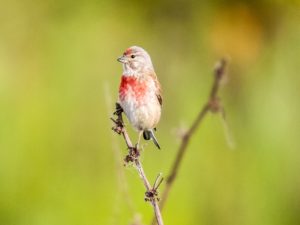 Integratori e Coloranti Naturali per Piume Uccelli